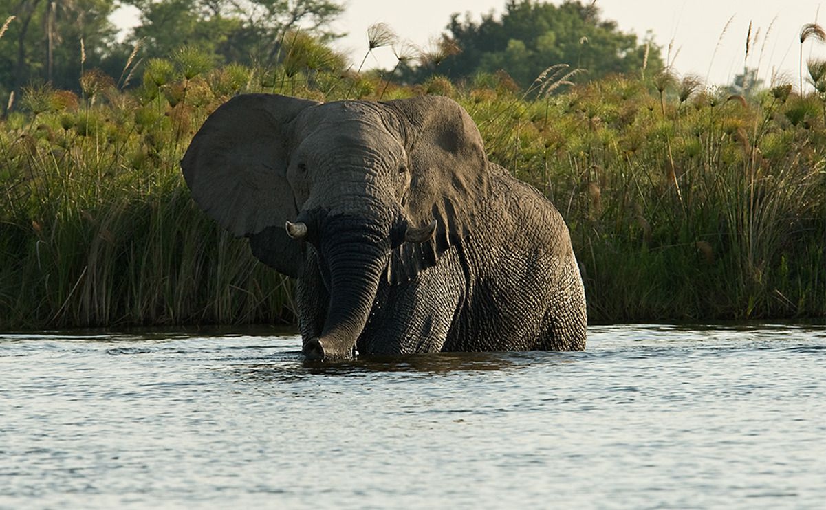 11 okavango delta