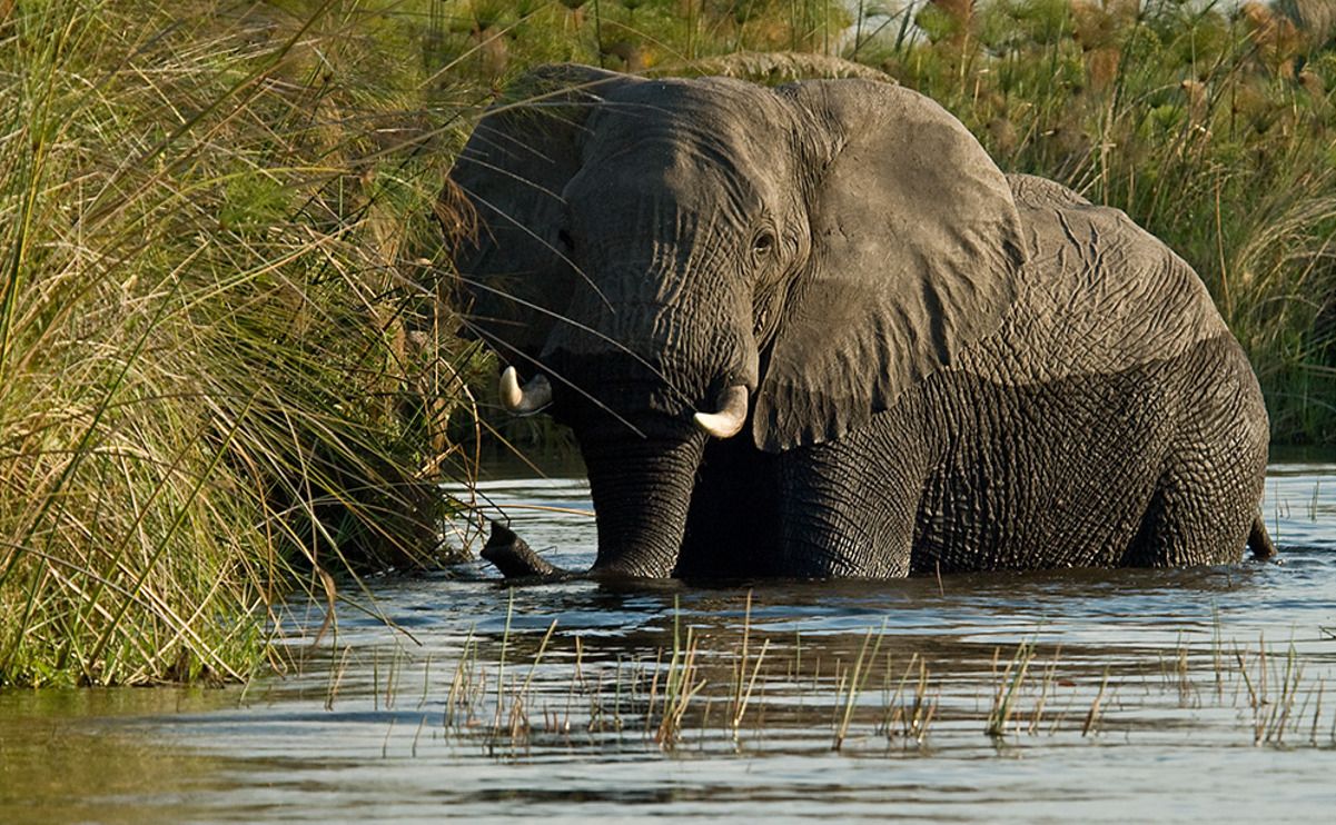 11 okavango delta