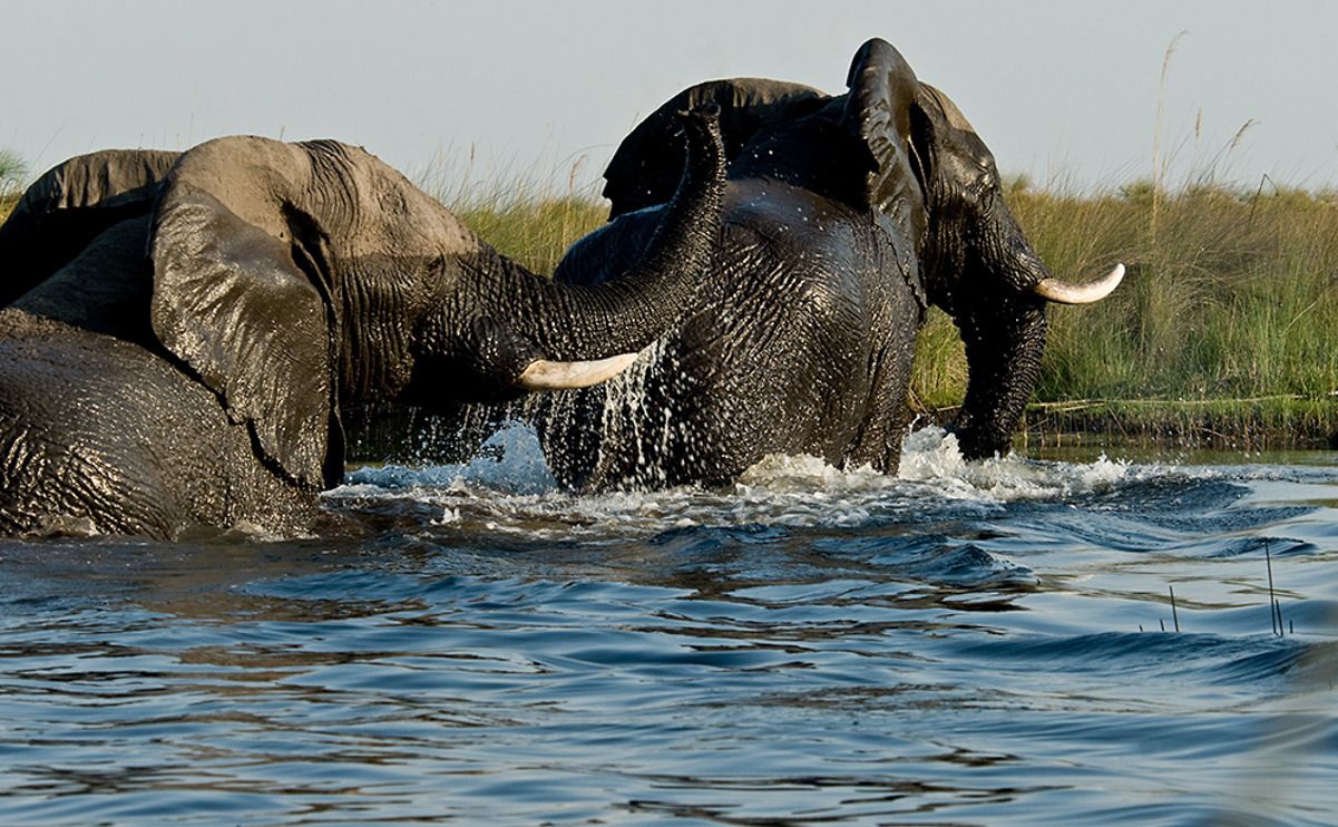 11 okavango delta