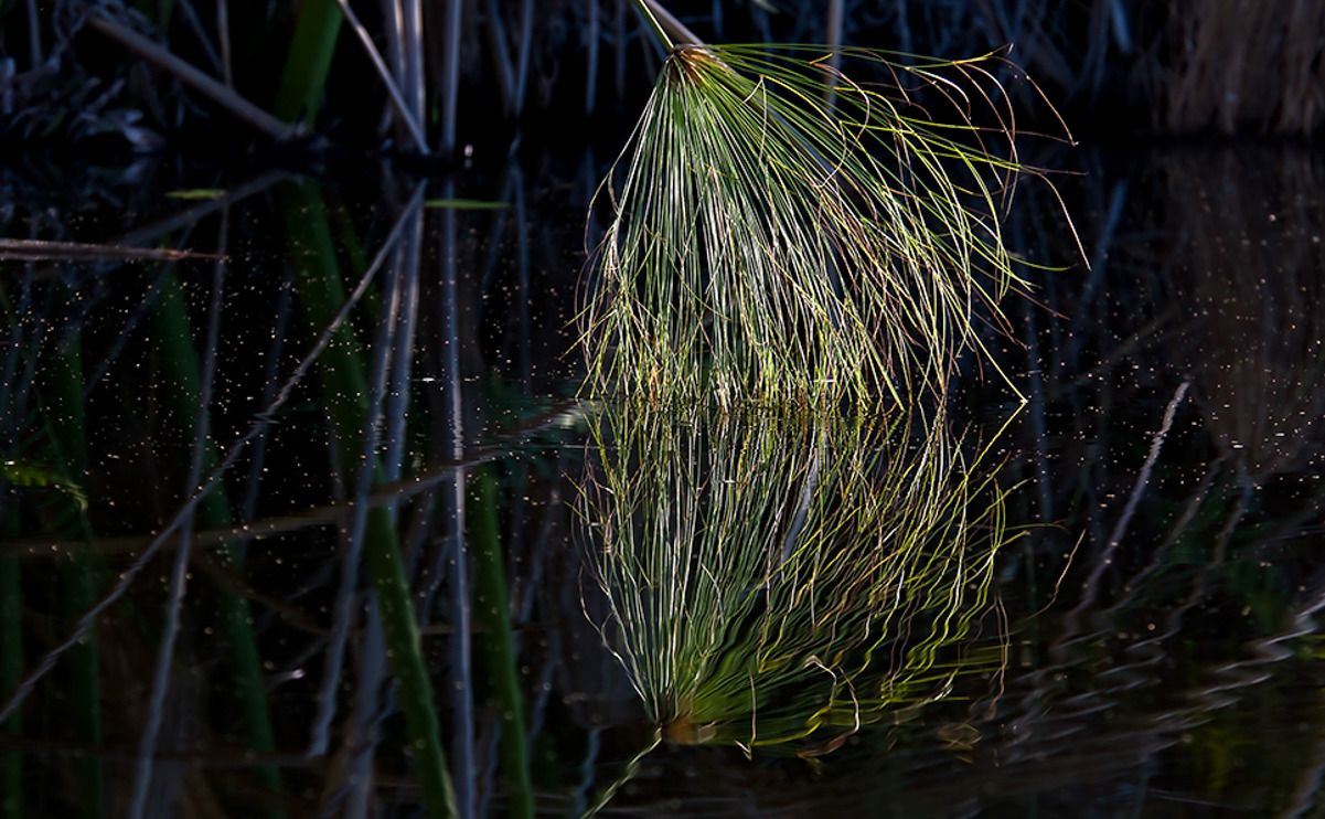 11 okavango delta