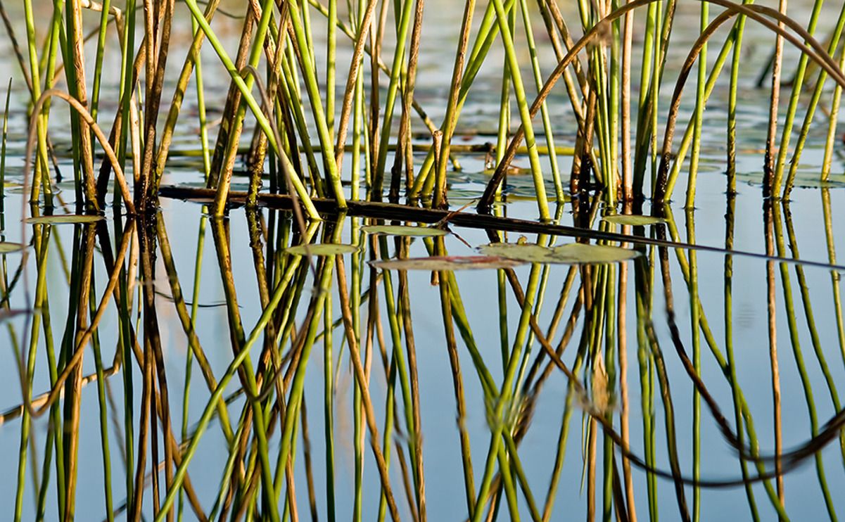11 okavango delta
