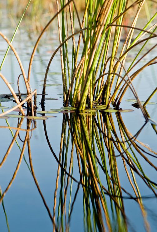 11 okavango delta