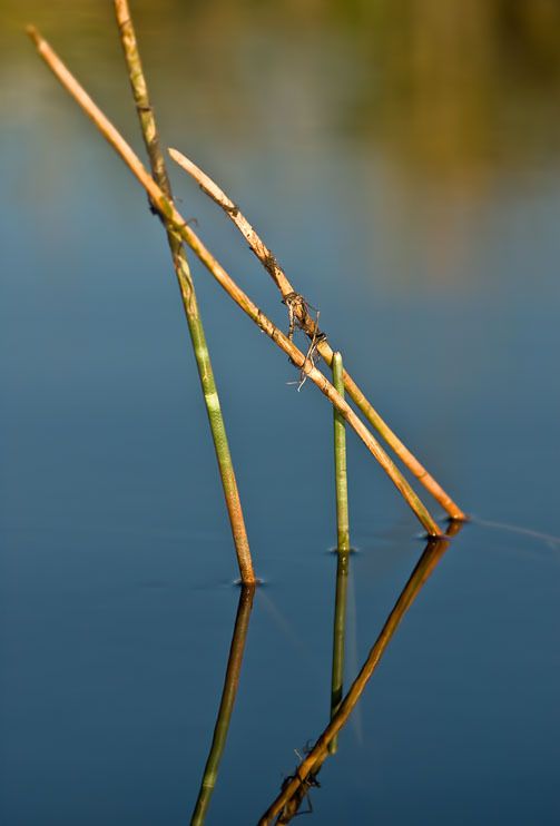 11 okavango delta
