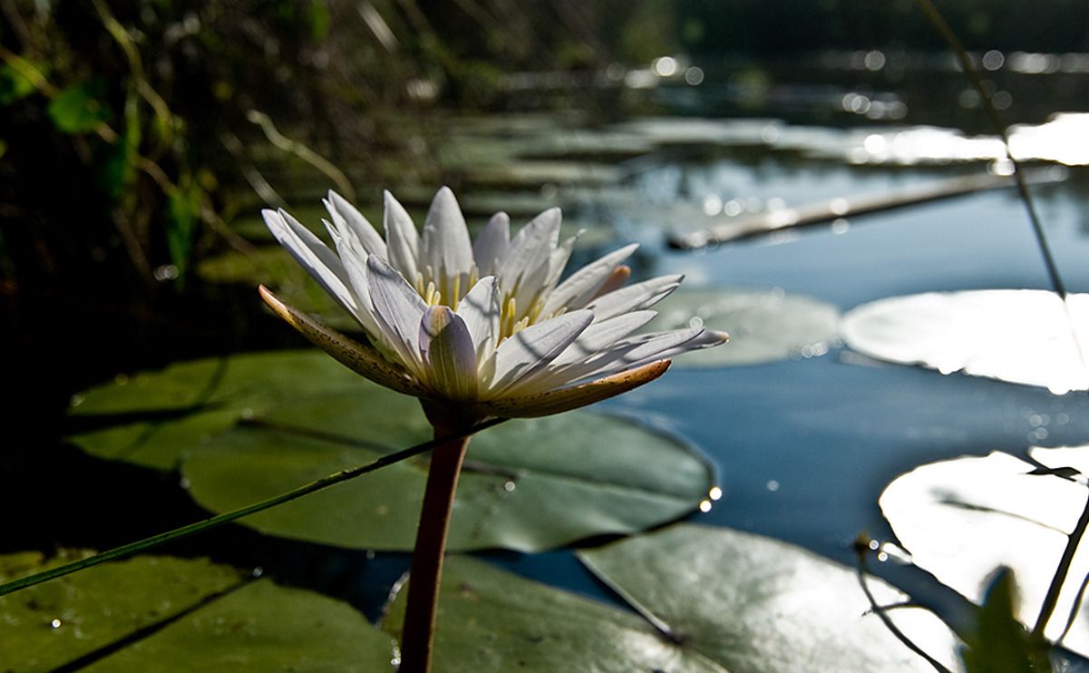 11 okavango delta