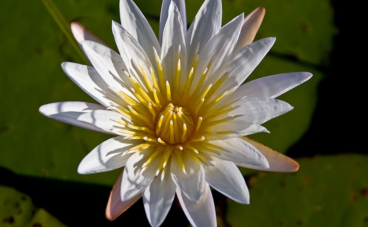 11 okavango delta
