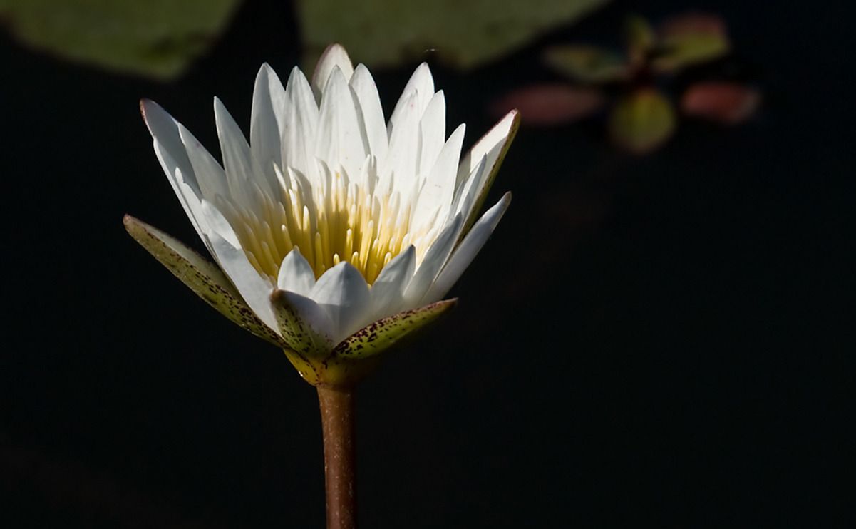 11 okavango delta
