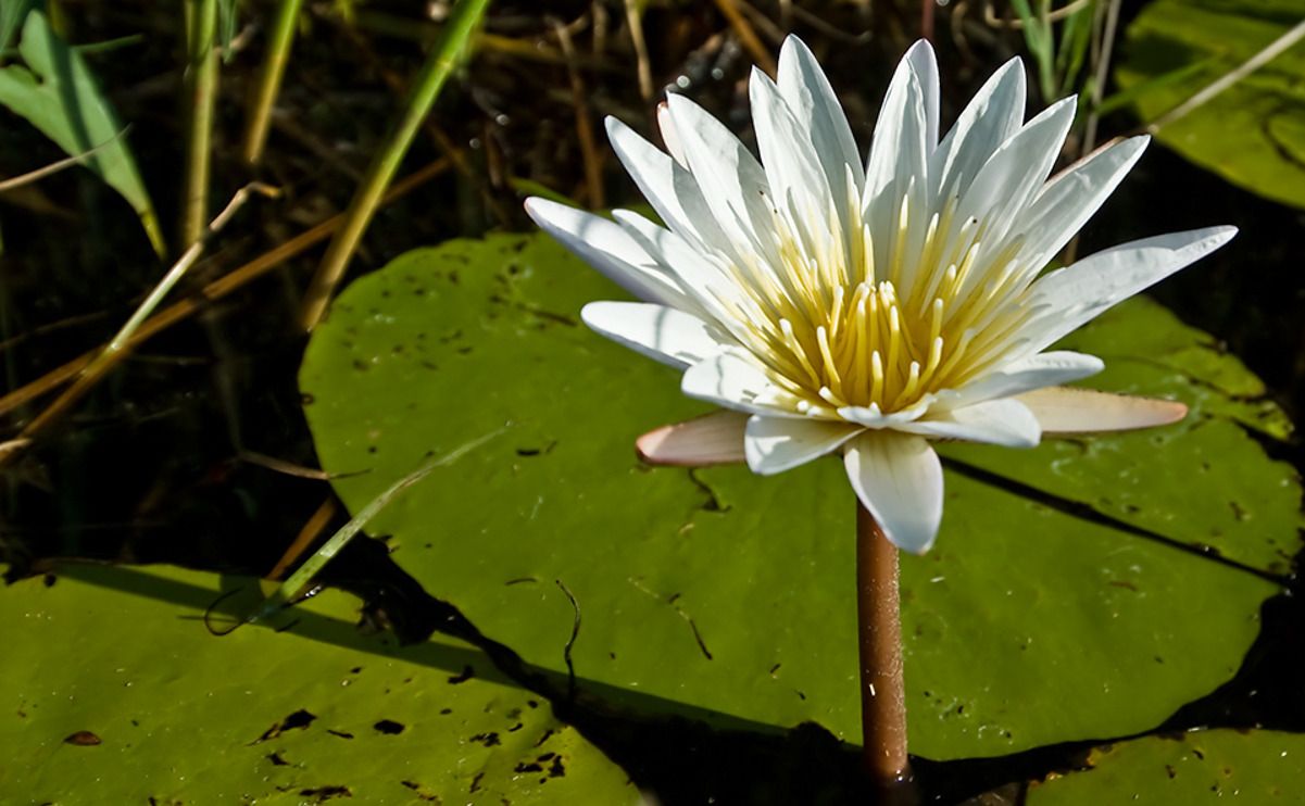 11 okavango delta