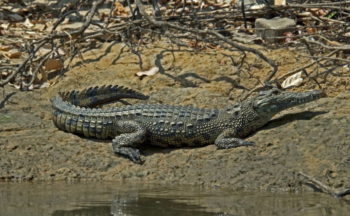 11 okavango delta