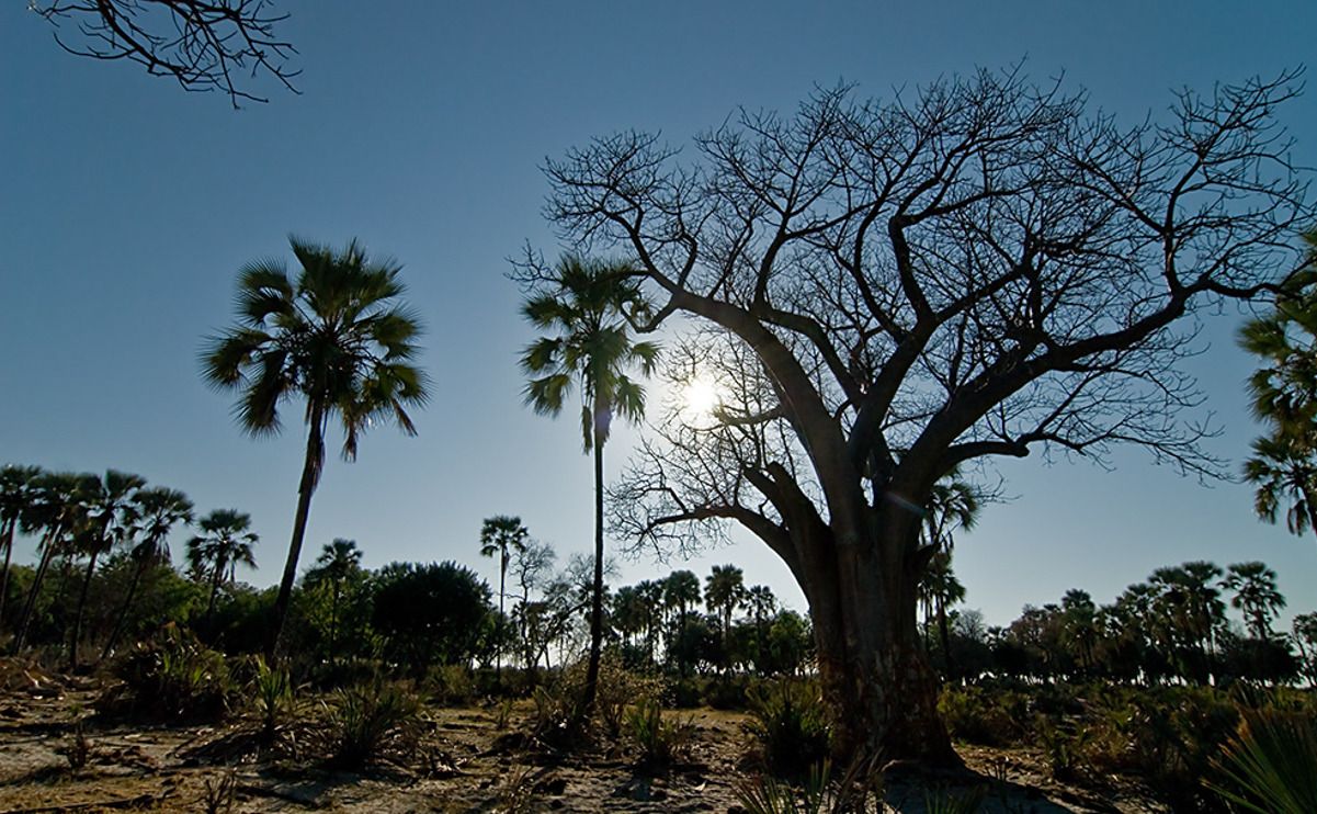 11 okavango delta