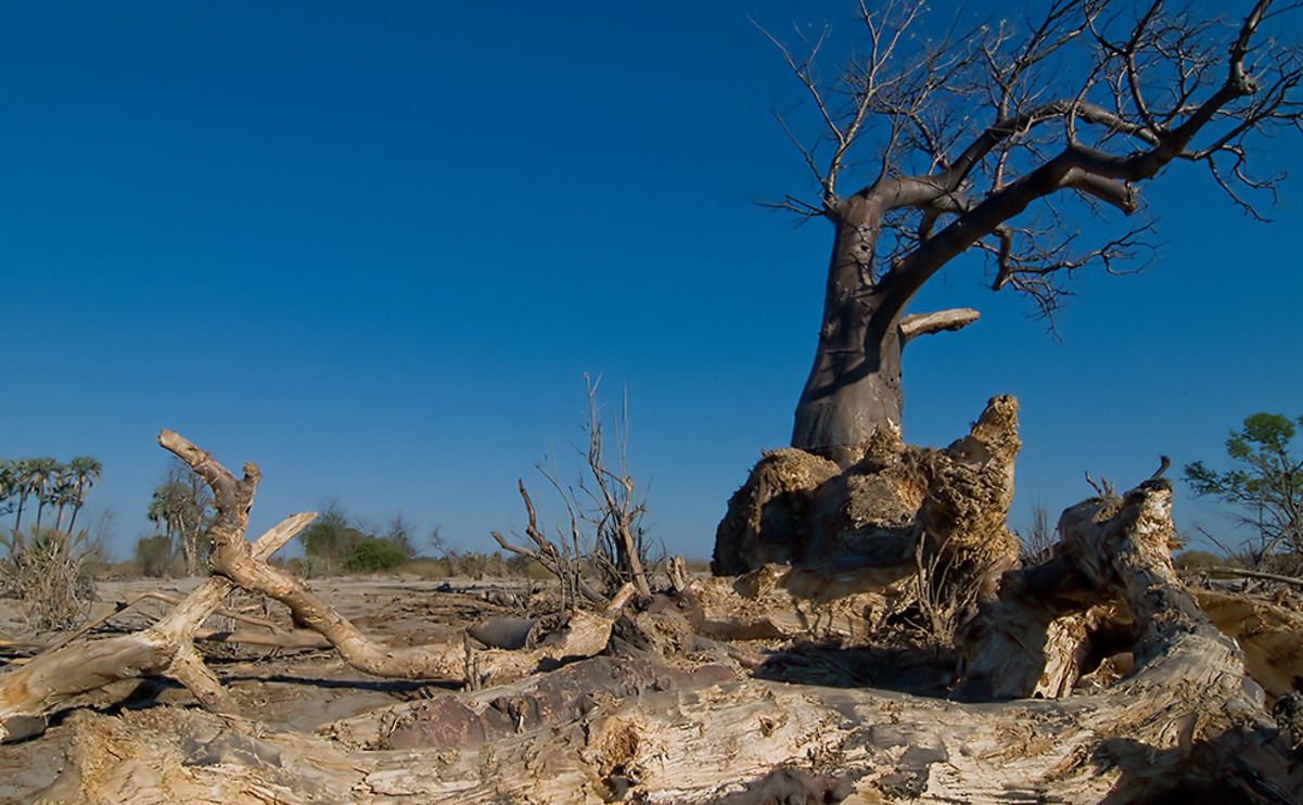 11 okavango delta