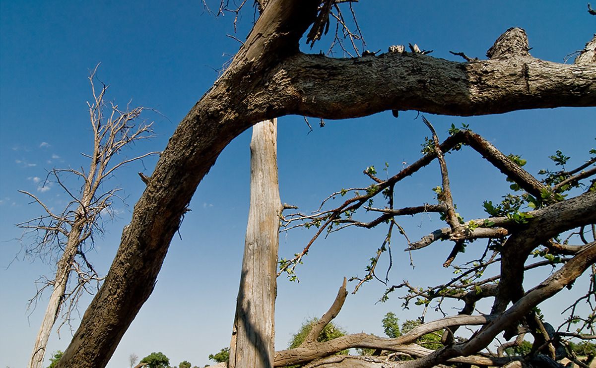 11 okavango delta