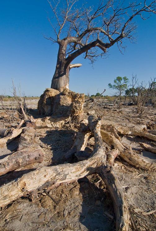 11 okavango delta