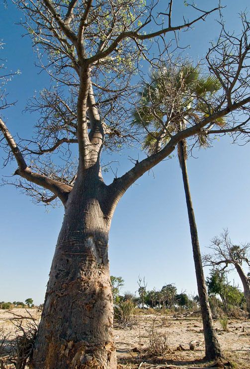11 okavango delta