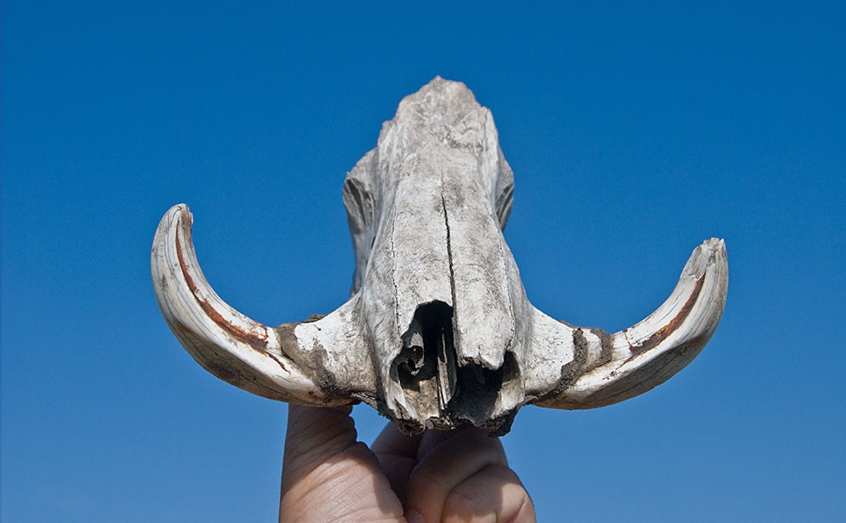 11 okavango delta