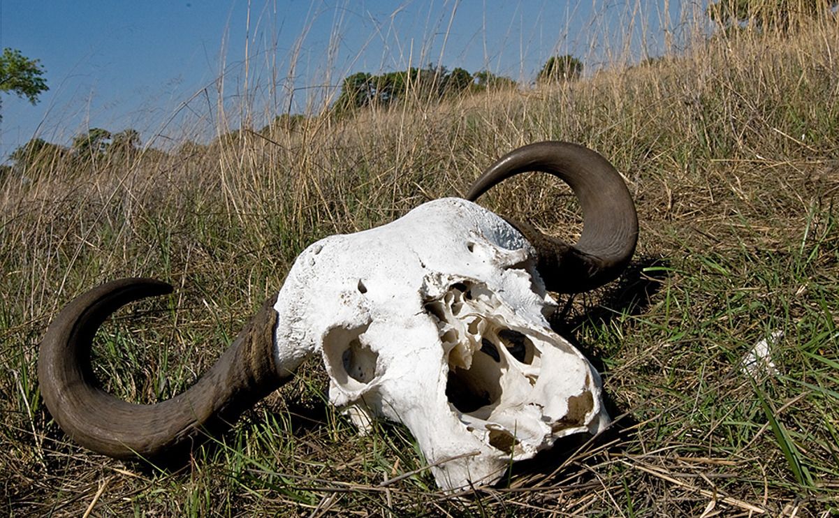 11 okavango delta