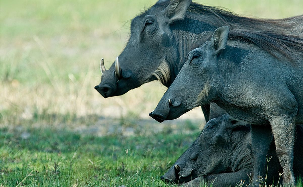 11 okavango delta