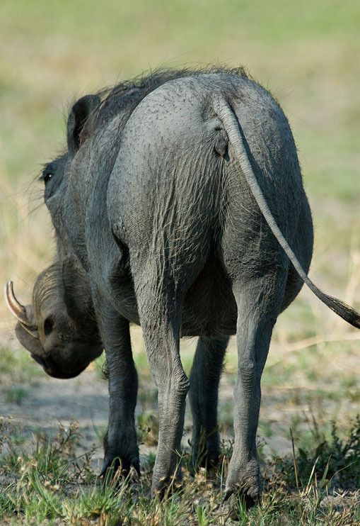 11 okavango delta