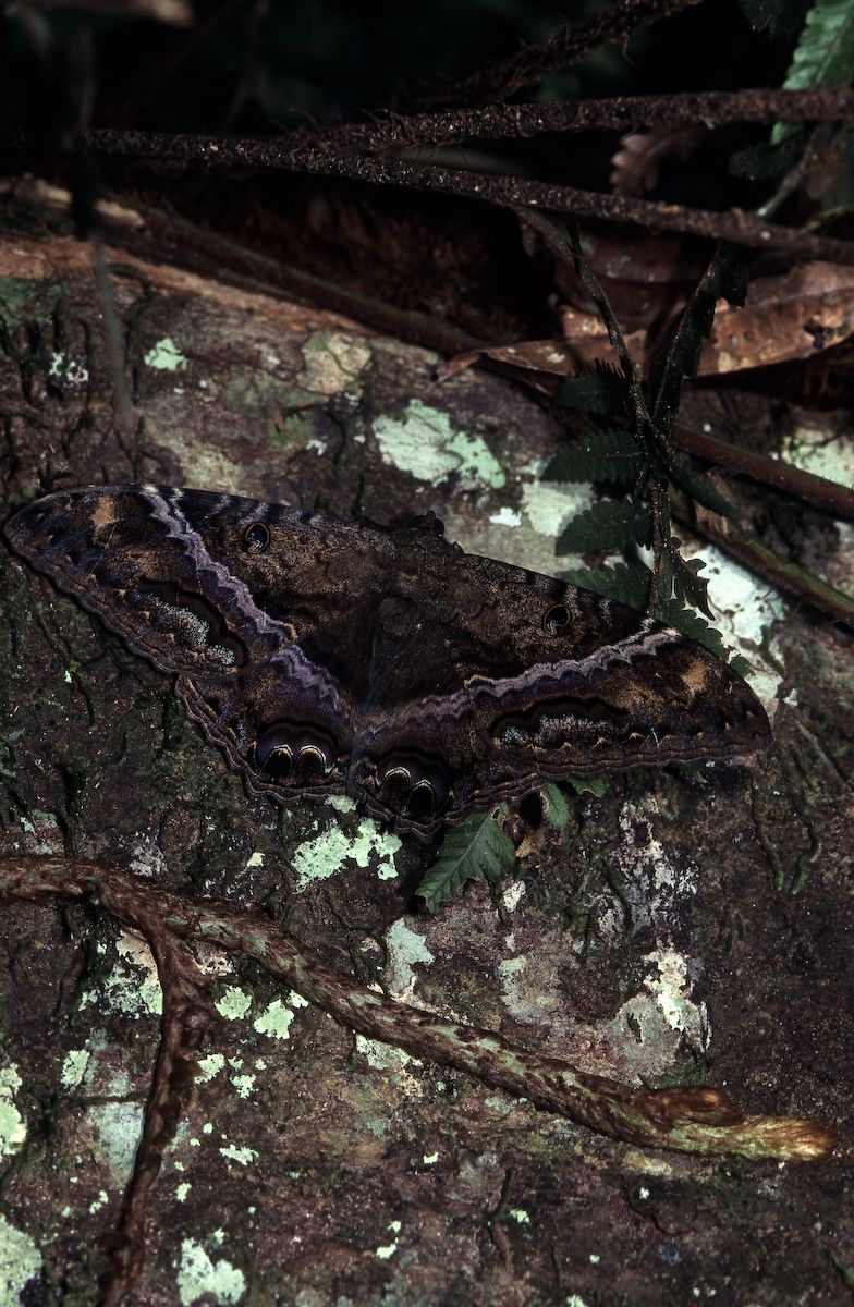 equador 1995