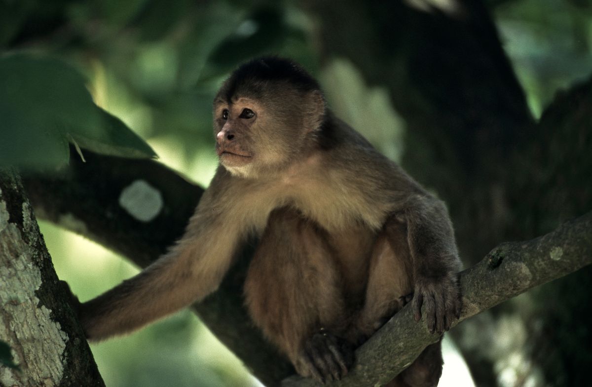 equador 1995