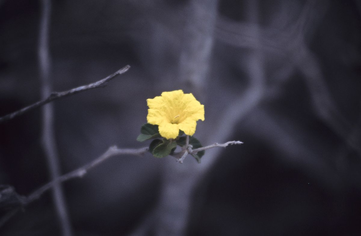 equador 1995