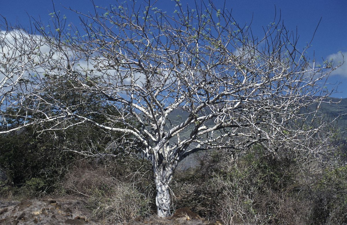 equador 1995