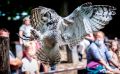 falknerei bergisch land eulen flugshow
