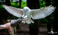 falknerei bergisch land eulen flugshow