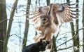 falknerei bergisch land eulen flugshow