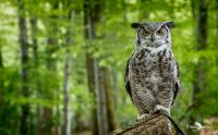 falknerei bergisch land eulen portraits