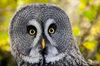 falknerei bergisch land eulen portraits