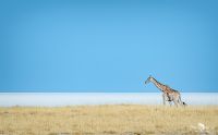 10 etosha