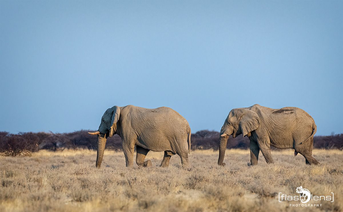 10 etosha