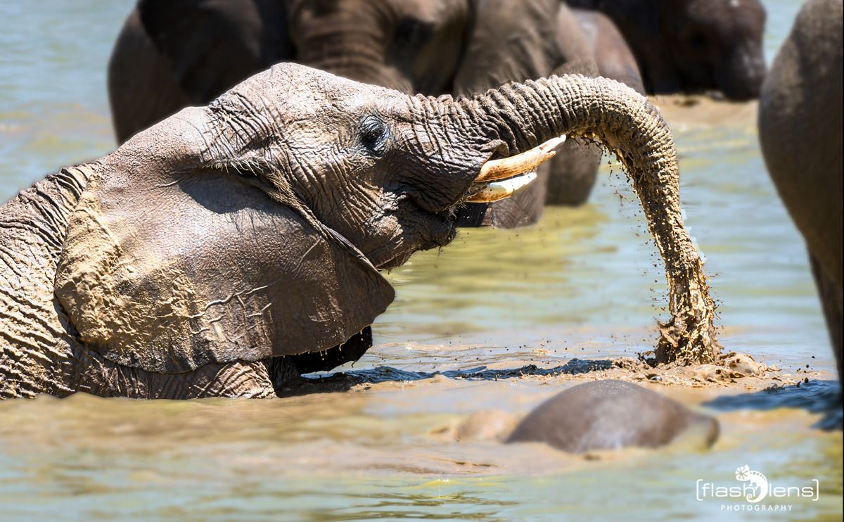 10 etosha