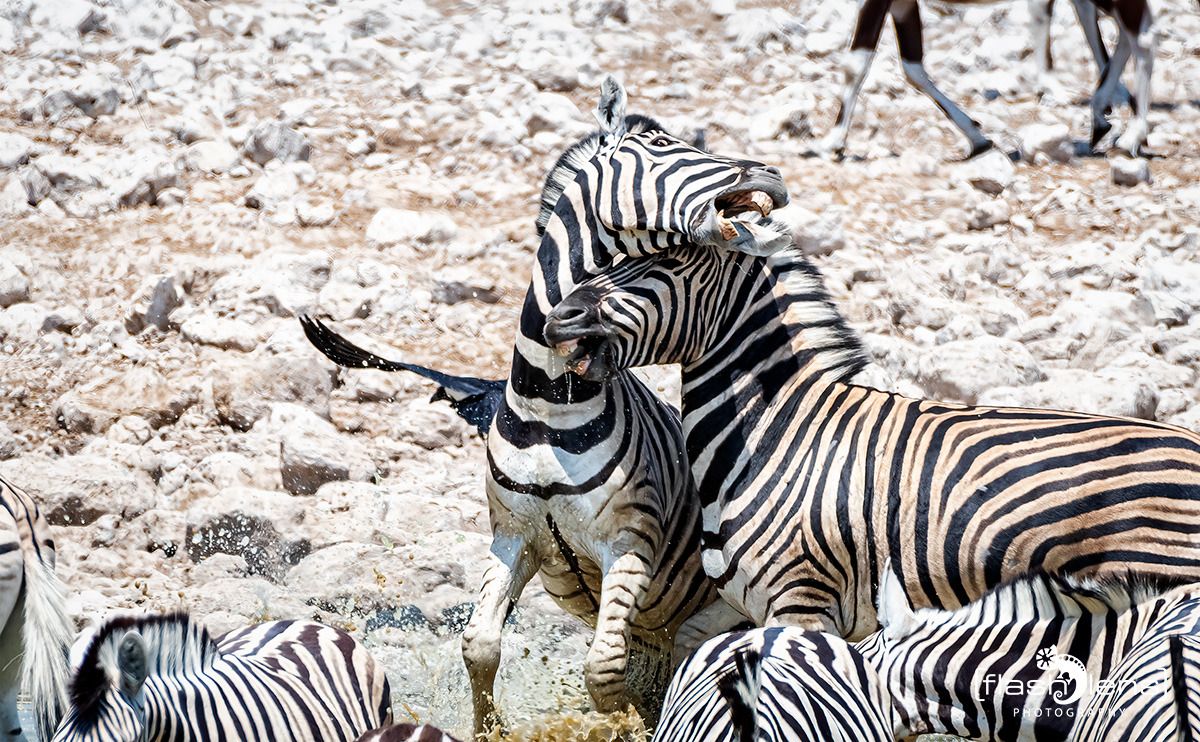 10 etosha