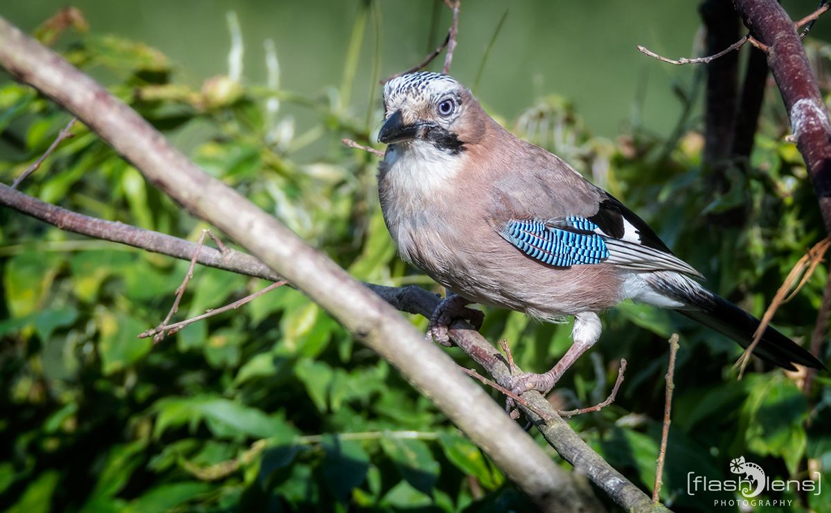 gartenvoegel
