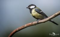 gartenvoegel