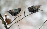 gartenvoegel