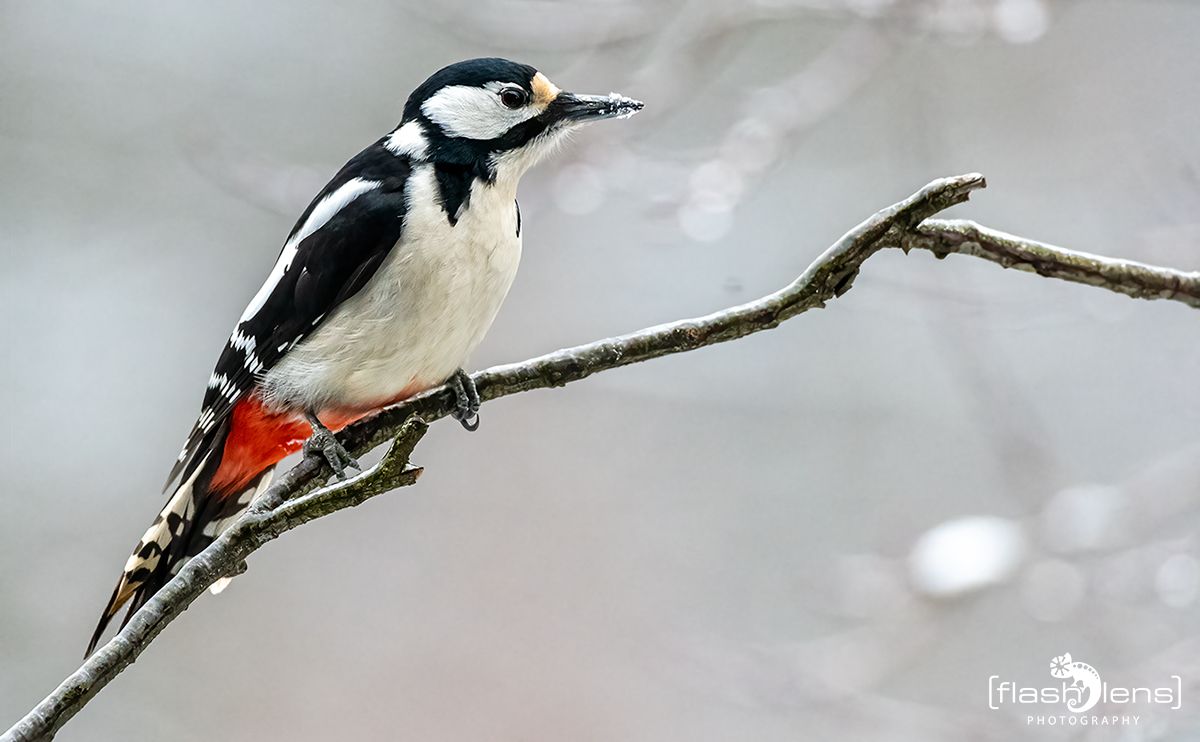 gartenvoegel