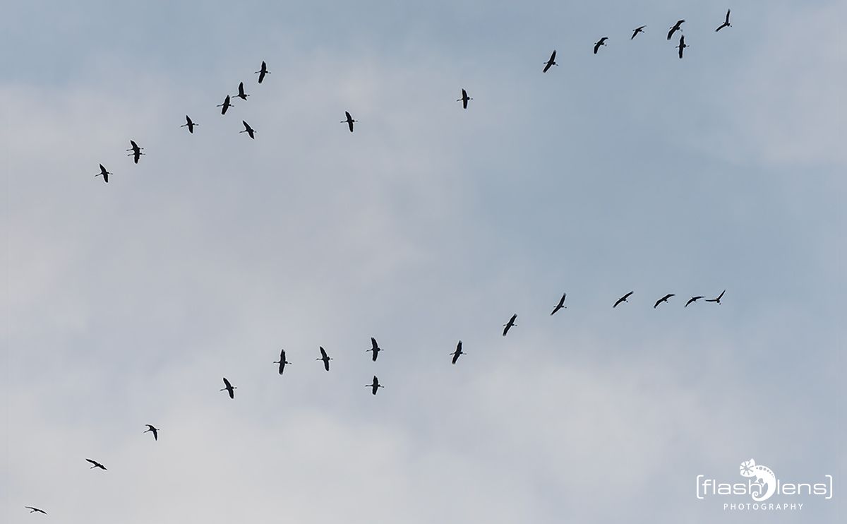 gartenvoegel