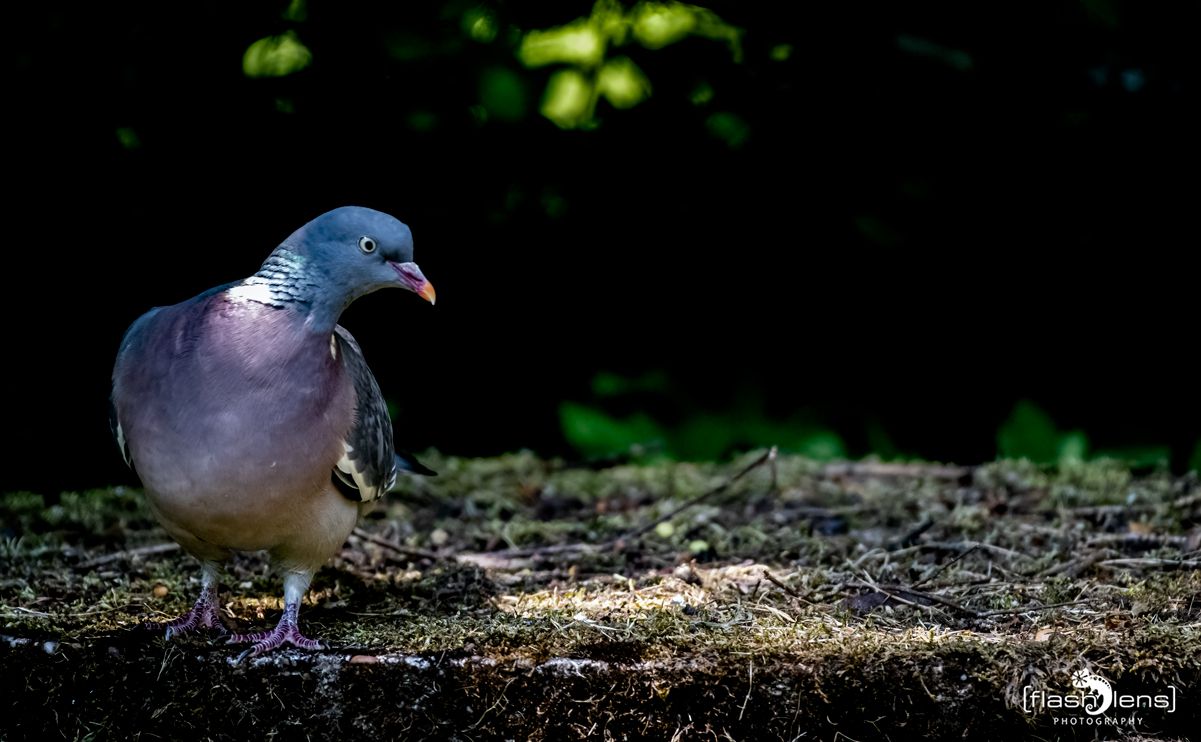gartenvoegel