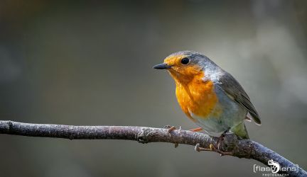 Gartenvögel