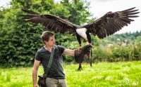 falknerei bergisch land greifvoegel flugshow