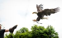 falknerei bergisch land greifvoegel flugshow