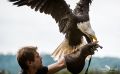 falknerei bergisch land greifvoegel flugshow
