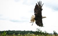 falknerei bergisch land greifvoegel flugshow