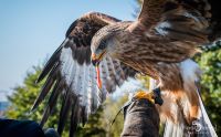 falknerei bergisch land greifvoegel flugshow