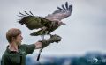 falknerei bergisch land greifvoegel flugshow