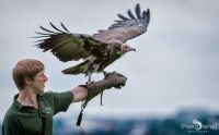 falknerei bergisch land greifvoegel flugshow