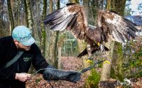 falknerei bergisch land greifvoegel portraits