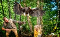 falknerei bergisch land greifvoegel portraits